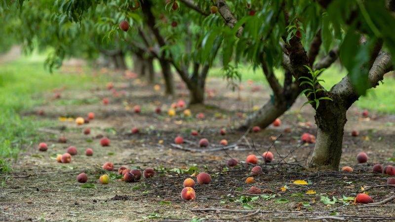 Due to climate problems, Georgia has to turn away from peaches