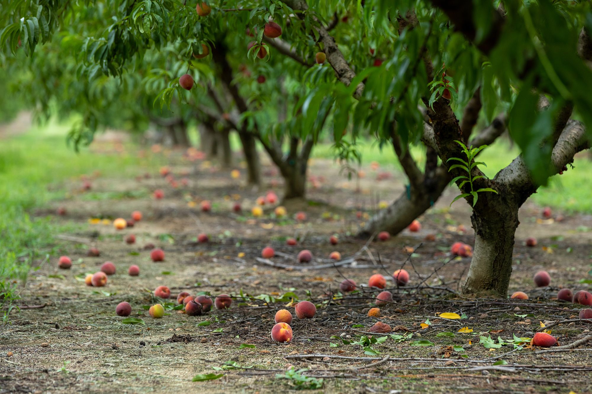 peach orchard harvest