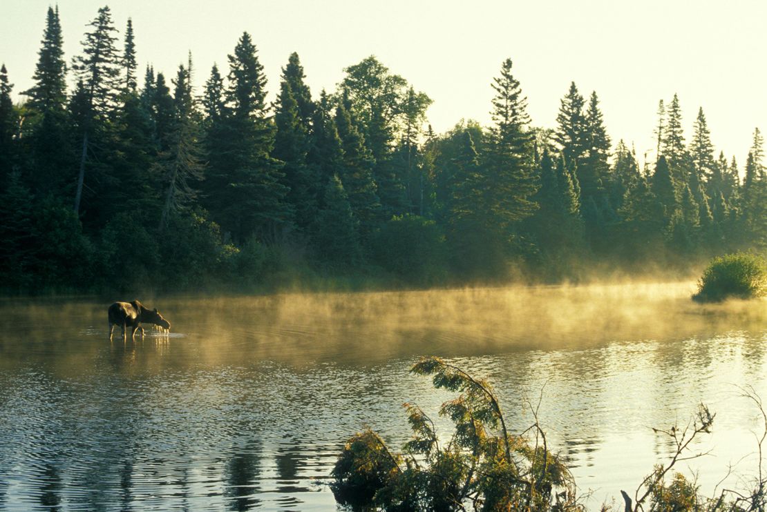 A377W2 Isle Royale National Park Michigan A moose feeding in Washington Creek in the early morning
