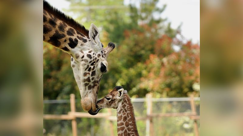 NextImg:A Texas zoo is mourning the death of its 31-year-old giraffe, Twiga | CNN