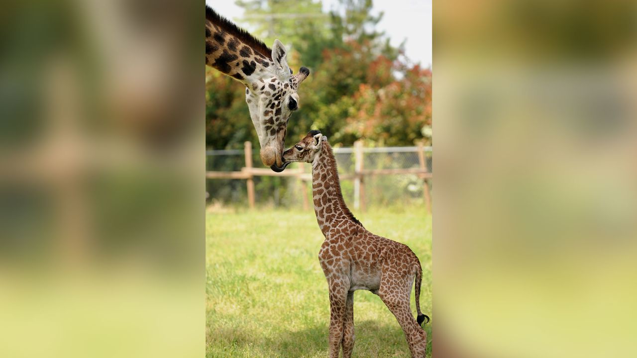 Ellen Trout Zoo in Texas mourns death of 31-year-old giraffe, Twiga | CNN