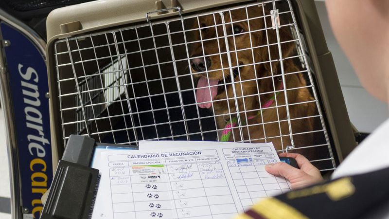 The CDC is extending its temporary suspension of dog importation from high-risk dog rabies countries until July 31, 2024