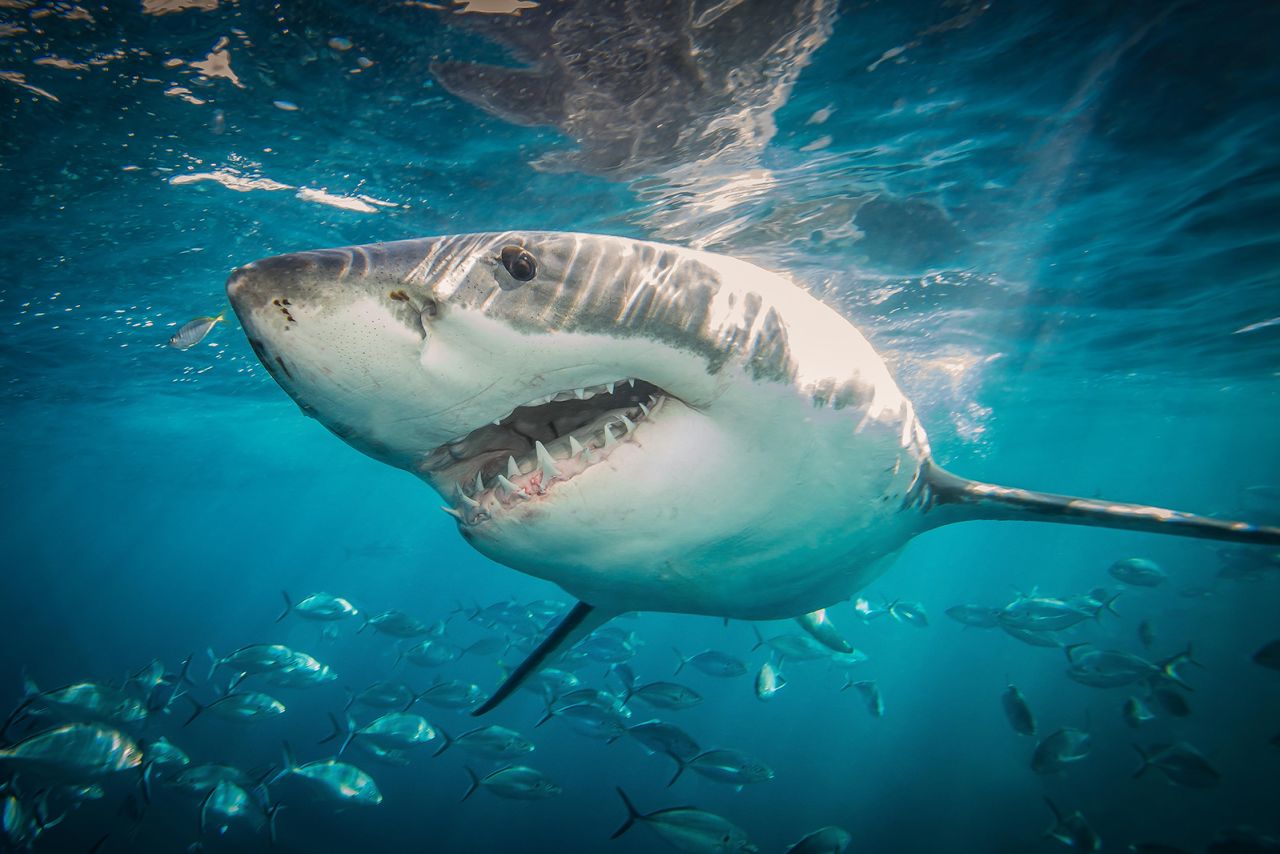 HW9J1R Great White Shark (Carcharodon carcharias)