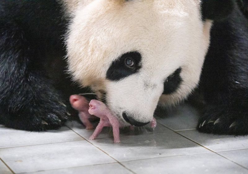 Ai Bao panda: South Korean zoo celebrates birth of first twin