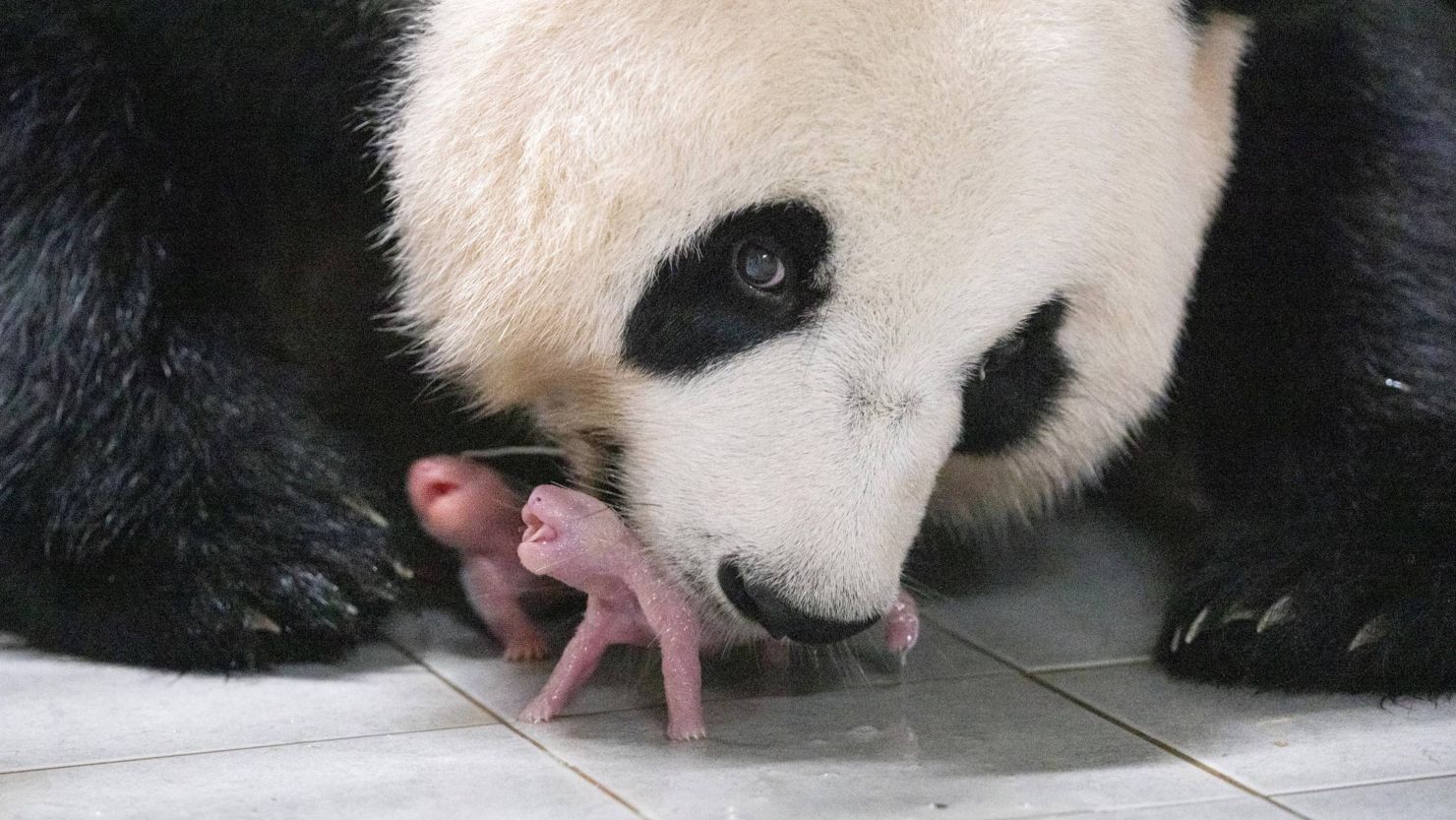 Giant Panda Ai Bao holds one of the newborn twin cubs in her mouth at Everland amusement park in South Korea.