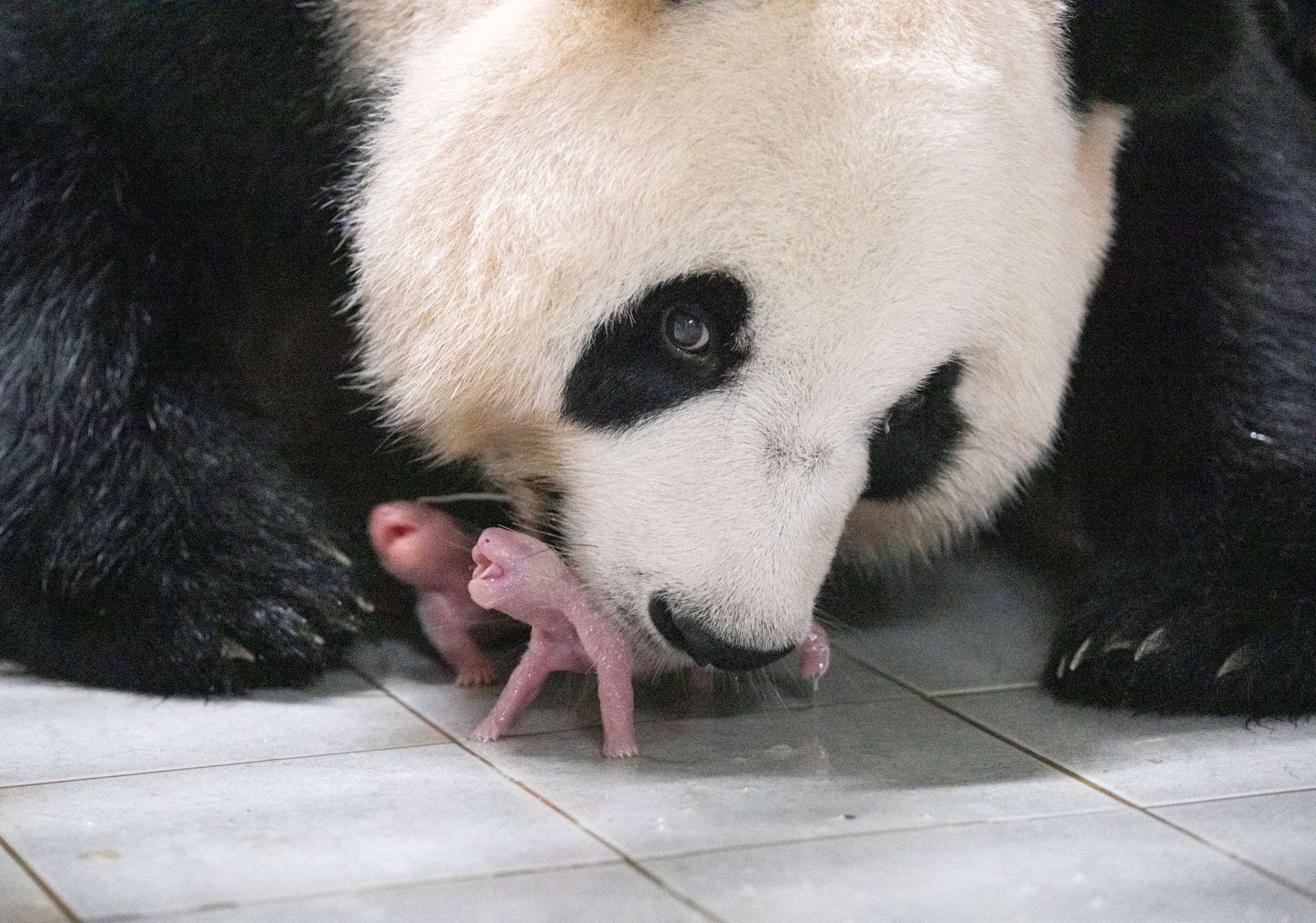 Ai Bao panda: South Korean zoo celebrates birth of first twin ...