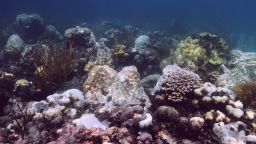Struggling or dead corals in the mass bleaching event in the Florida Keys in 2014. Scientists are concerned Florida's unprecedented water temperature could lead to bleaching this year.
