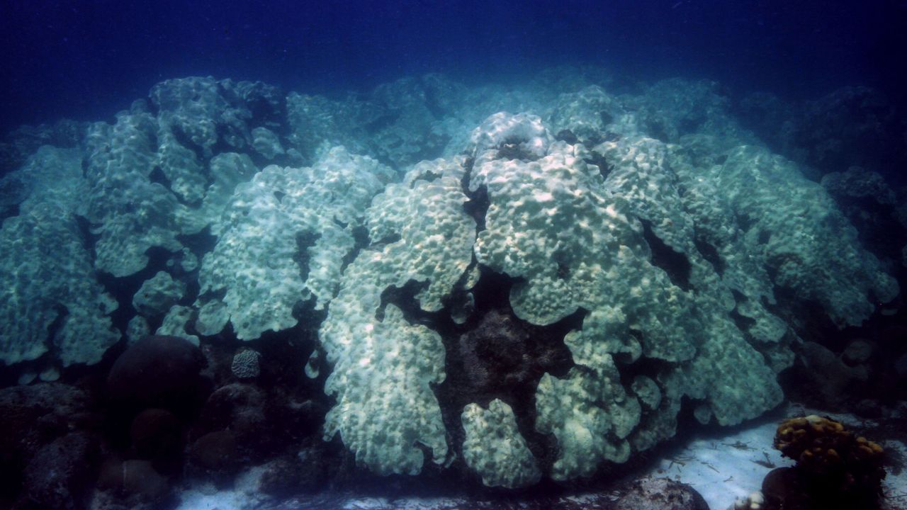 Coral that bleaches won't always die, but there's a higher likelihood of death the longer the heat lasts.