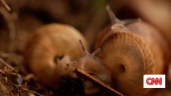 cte fast thumb snails