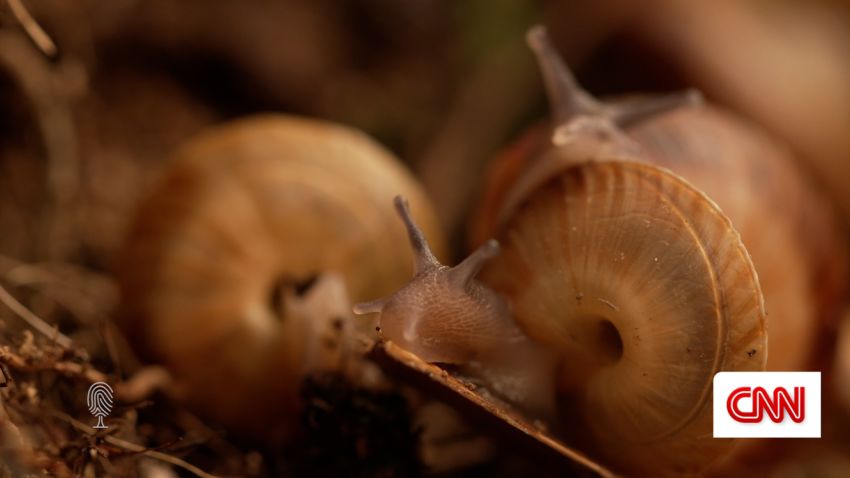 cte fast thumb snails