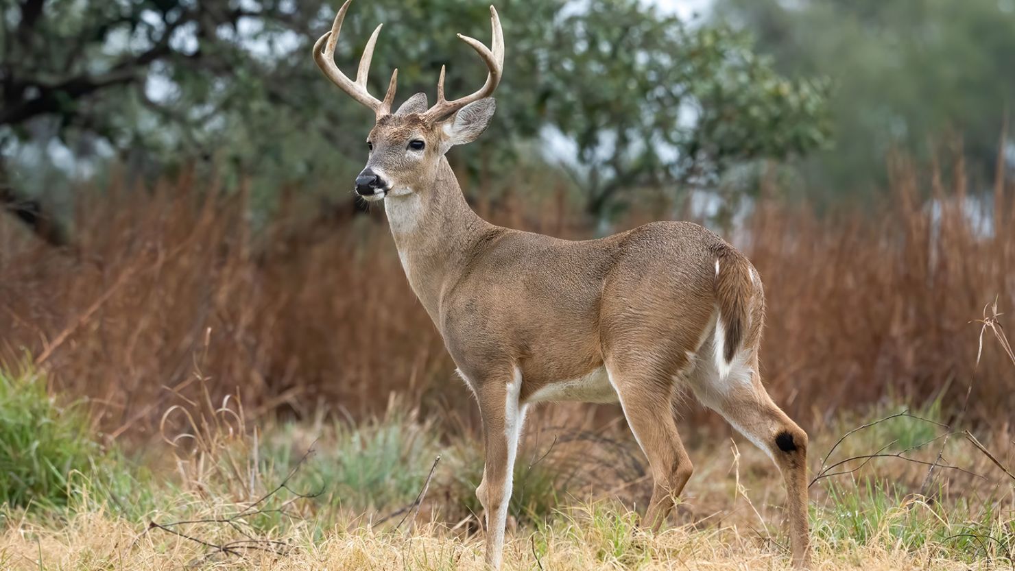A male or buck White-Tailed Deer, Odocoileus virginianus, near Goose Island State Park in Texas. (Photo by: Jon G. Fuller/VW Pics/Universal Images Group via Getty Images)
