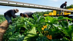 Farmworkers pick yellow squash at a farm in Waverly, Ohio, in July. Outdoor workers, particularly those in the farming and construction industries, are just one of the groups for which summer is now a survival test. 