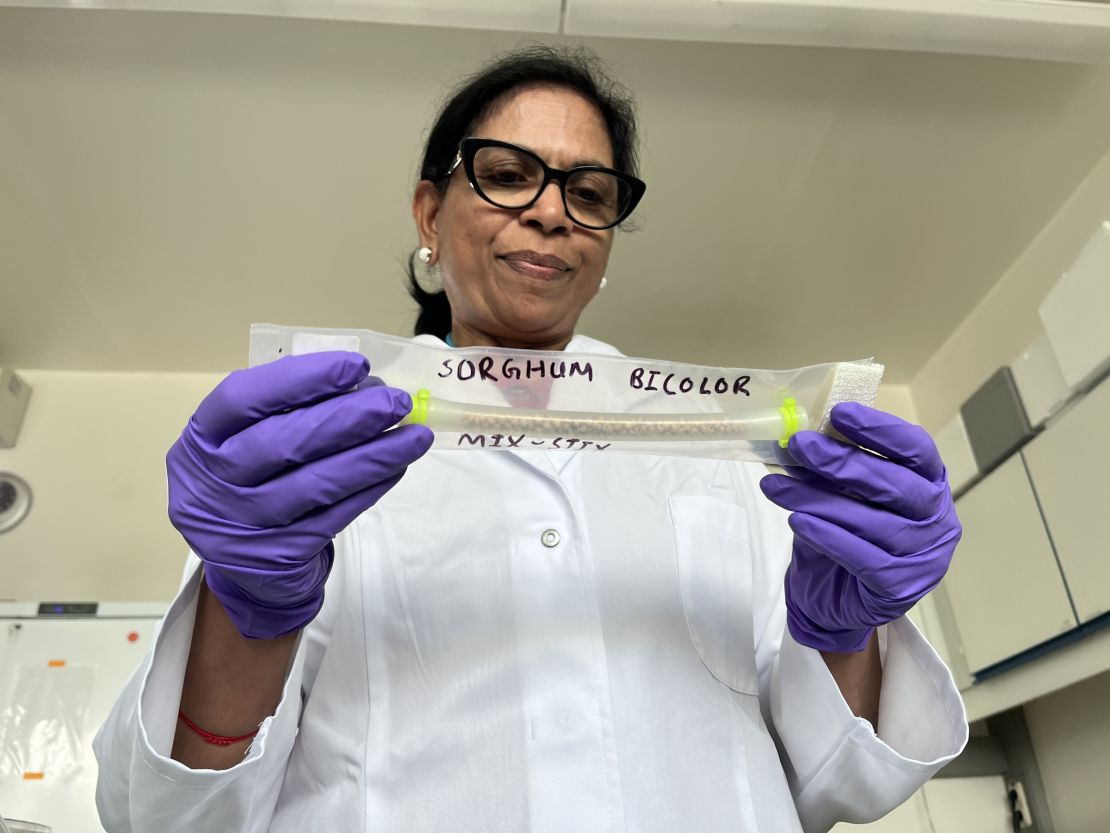 Head of the Plant Breeding and Genetics Section of the Joint FAO/IAEA Centre of Nuclear Techniques in Food and Agriculture Shoba Sivasankar examines the sorghum seeds that spent around five months at the International Space Station as part of a research project to explore the effects of cosmic radiation and harsh space conditions on crop mutation breeding.