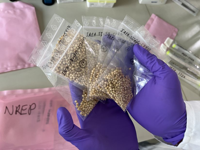 These sorghum seeds (a type of cereal grain) spent around five months on the International Space Station (ISS), before being returned to Earth in April 2023. They will be screened to identify favorable traits arising as a result of mutations that could help create more climate-resilient crops on Earth. 