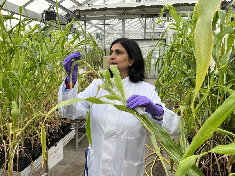 The joint laboratories of the International Atomic Energy Agency (IAEA) and the UN's Food and Agriculture Organization (FAO) sent sorghum seeds into space to explore how conditions affect crop mutations. Pictured, plant breeder and geneticist Anupama Hingane examines a sorghum plant grown at the FAO/IAEA Plant Breeding and Genetics Laboratory in Seibersdorf, Austria.