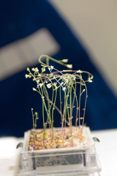 For decades, scientists have been investigating the effects of space flight on seeds. In the 2000s, the Japanese Space Agency sent a number of seeds to the ISS as part of the Space Seed experiment. Pictured, Arabidopsis thaliana -- part of the cress family -- growing in the Kibo laboratory on the ISS, in 2009.