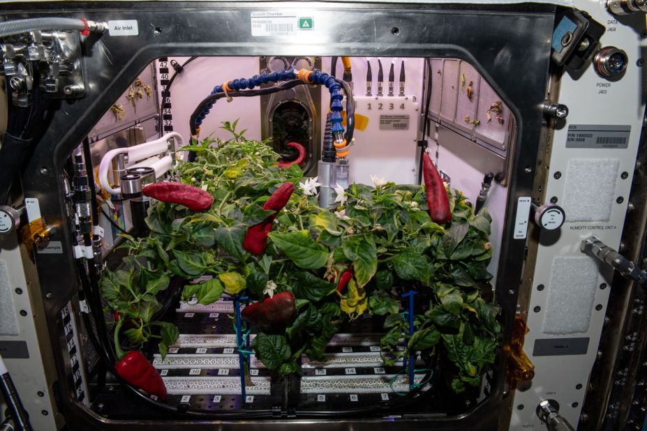 In 2021, astronauts broke the record for feeding the most people from a crop grown in space. Four pepper plants grew for 137 days aboard the ISS -- the longest plant experiment in the history of the space station -- feeding crew members with 26 chili peppers.