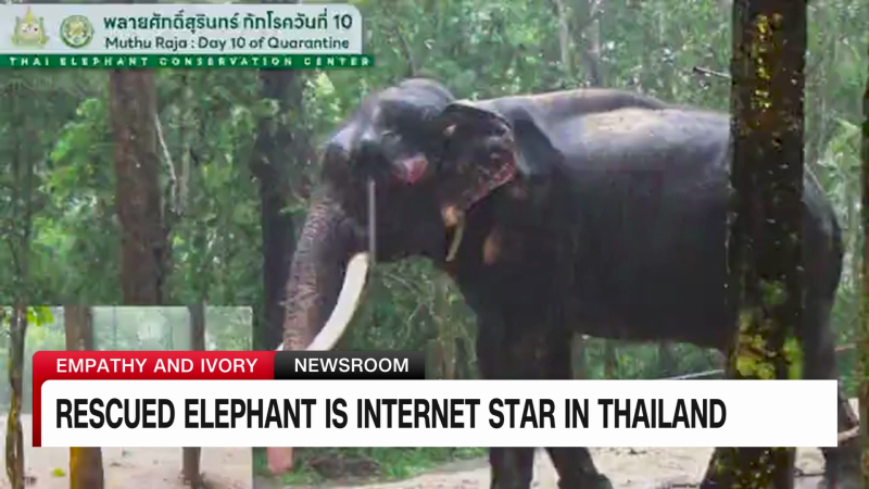 Thai elephant, Sak Surin, becomes an unlikely viral sensation | CNN