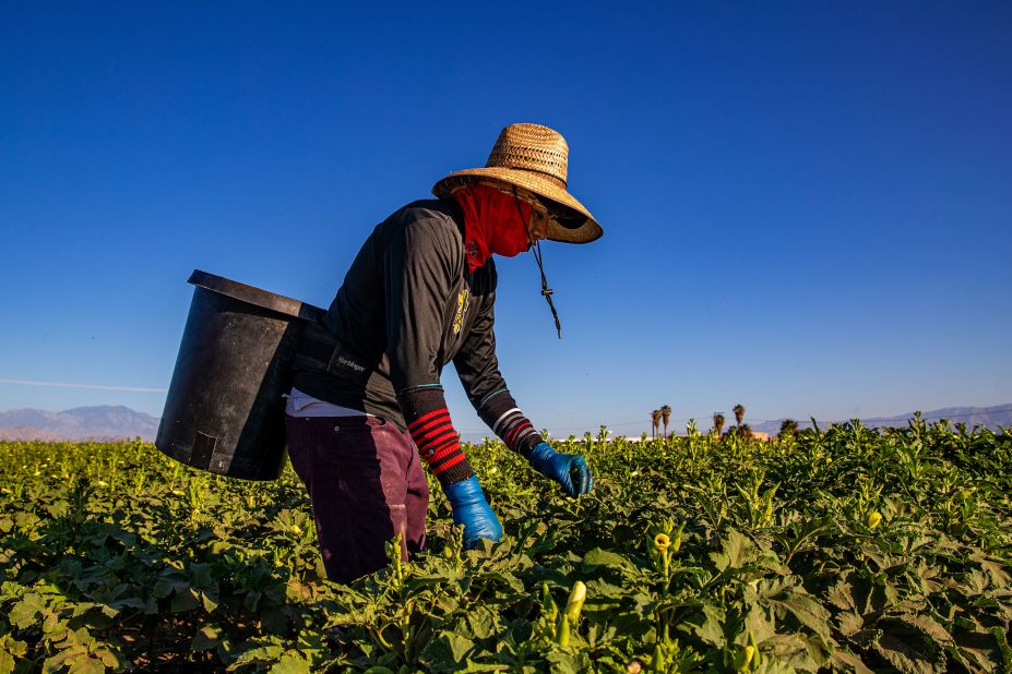 Steven Rodriguez picks okra in Coachella, California, on July 11.