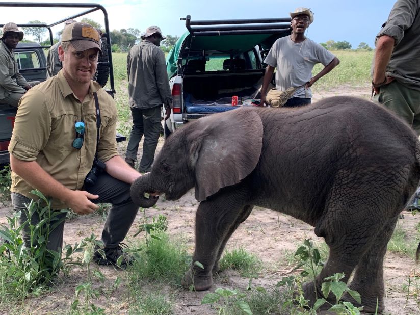 Colossal's Matt James alongside a calf. The AI will be fed video footage which has been interpreted by elephant handlers, so that over time it can learn about social behaviors and leadership models, for example.