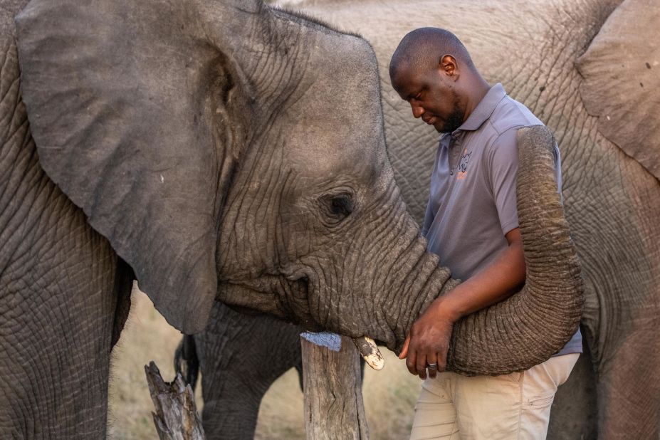Orphaned elephants in Botswana are about to receive some help thanks to a pioneering collaboration between wildlife foundation Elephant Havens and biotech company Colossal. The collaboration will see AI used to study elephant behavior, to aid the reintroduction of orphans to the wild.