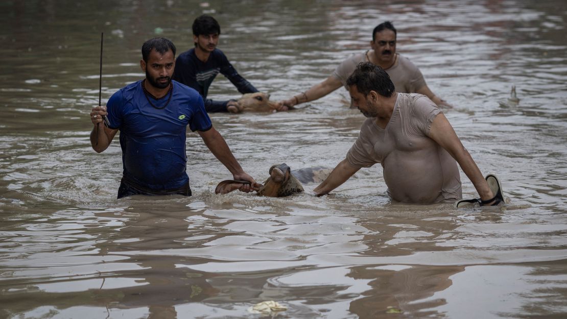 People rescue cows from a flooded locality after a rise in the water level of the  Yamuna River due to heavy monsoon rains, in New Delhi on July 13, 2023.