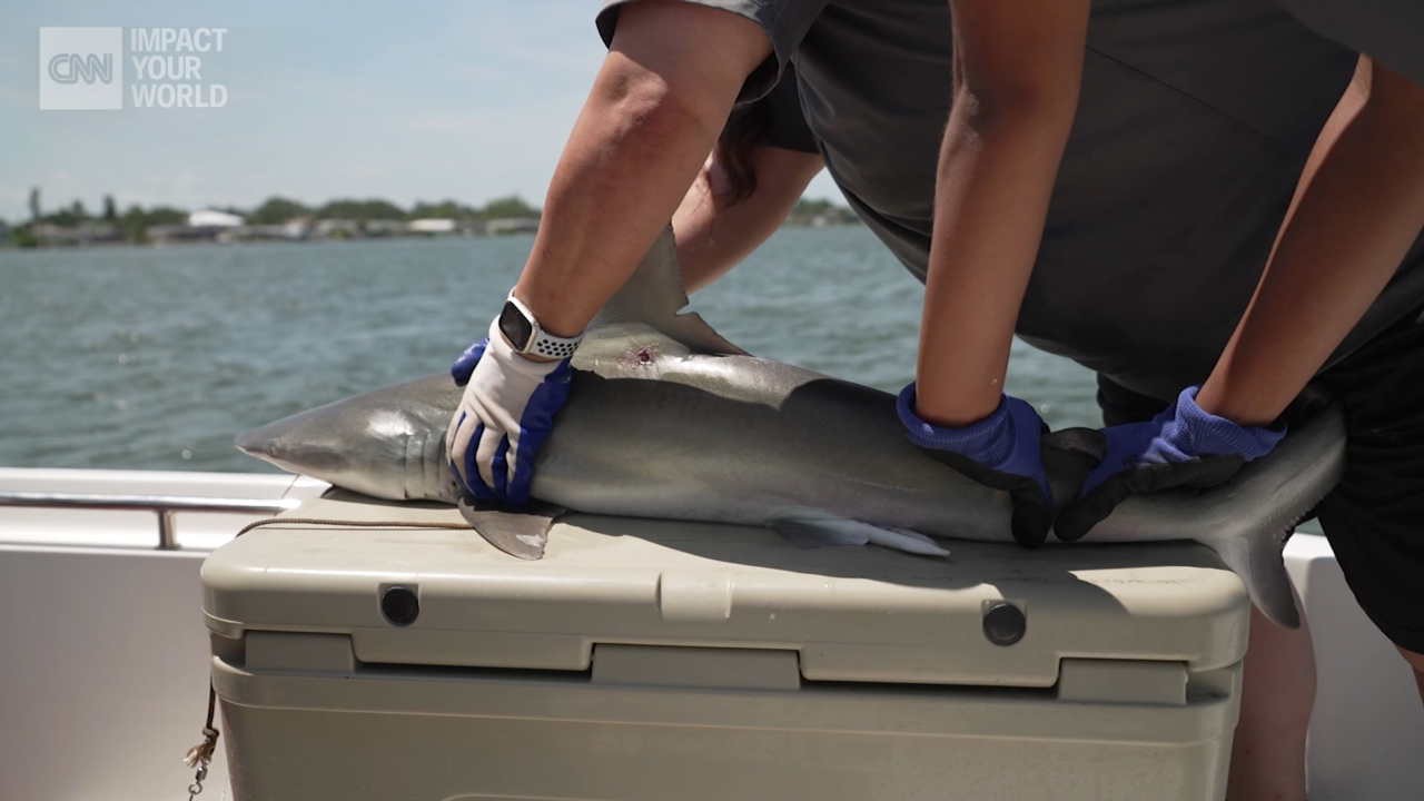 IYW Shark Jasmin_00003201.png