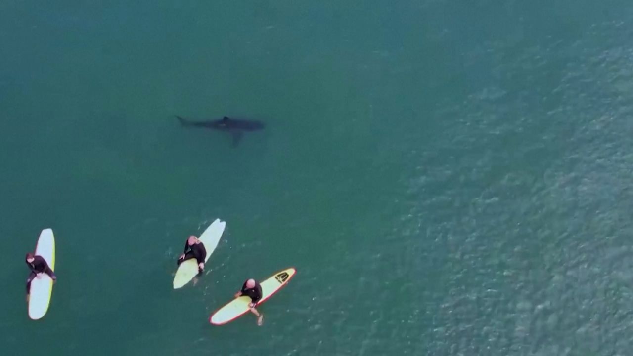 californians surf with shark 1