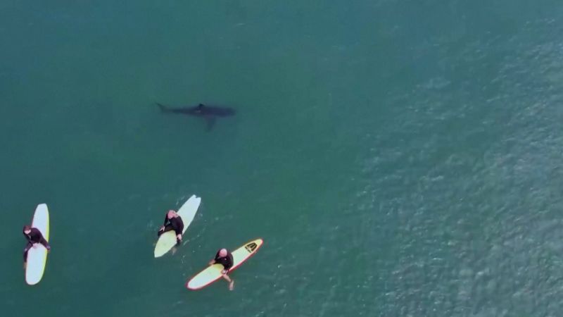 Drone footage shows great white shark swimming near surfers | CNN