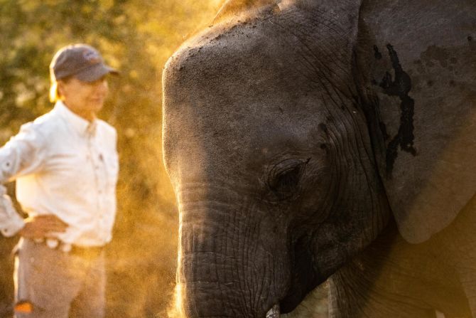 Colossal is also sequencing the genomes of Elephant Havens' orphans to conduct a gene-trait analysis of individuals, to see how their genetic information might be expressed in their behavior.