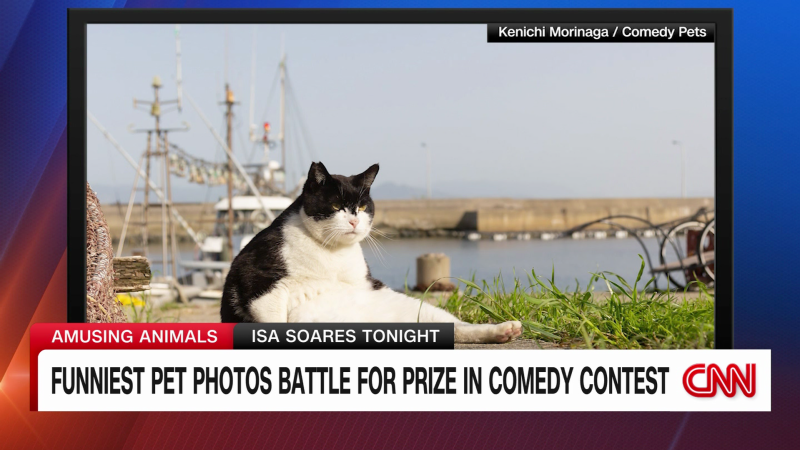Funniest pet photos battle for prize in comedy contest | CNN