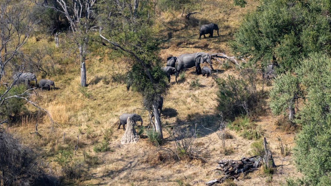 Using AI to monitor orphaned elephants in Botswana could usher in the