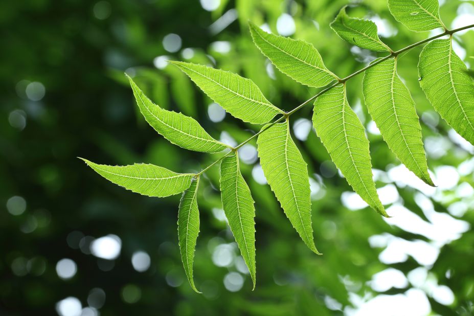 A non-native plant, the neem tree now grows in most African countries and is used in skincare products.