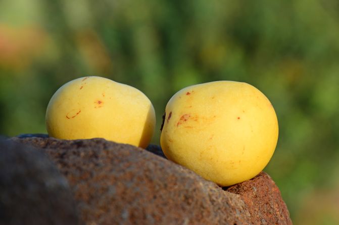 Marula oil is extracted from the nut of the fruit of marula tree, which is native to southern Africa. It features in products for hair, skin and nail care.