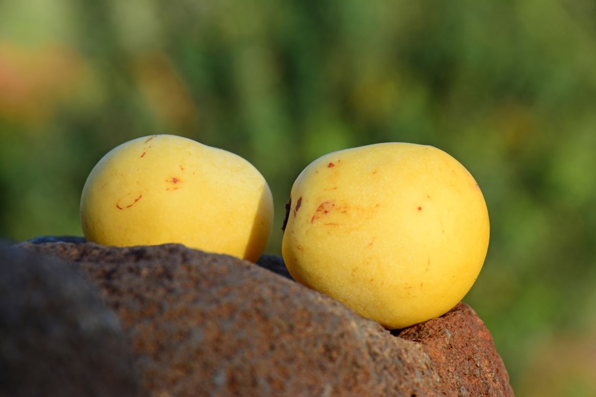 Marula oil is extracted from the nut of the fruit of marula tree, which is native to southern Africa. It features in products for hair, skin and nail care.