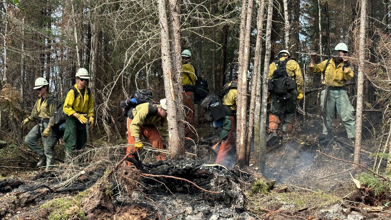 The Silver State Hotshot crew extinguishes a hotspot in the forest north of Lebel-sur-Quévillon. 
