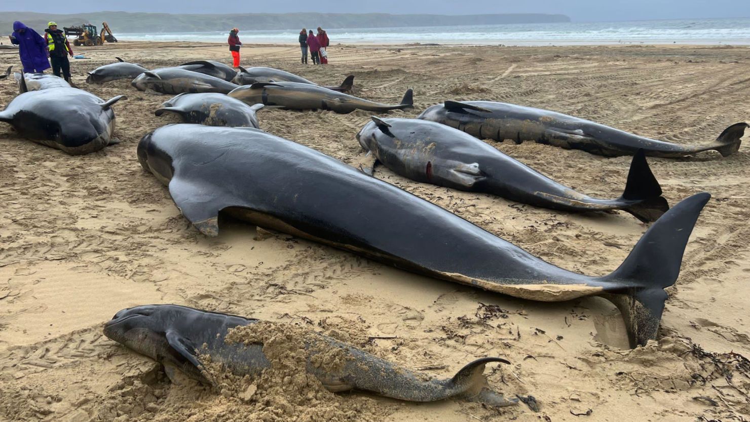 The pilot whales were found stranded on a beach on the Scottish Isle of Lewis.