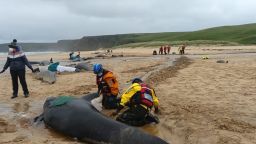55 pilot whales were found stranded on a beach on the Scottish Isle of Lewis.