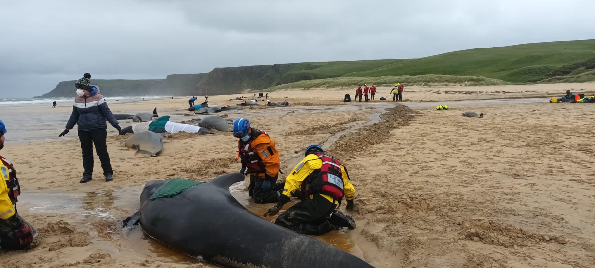 More than 50 pilot whales die after mass stranding in Australia, Wildlife  News