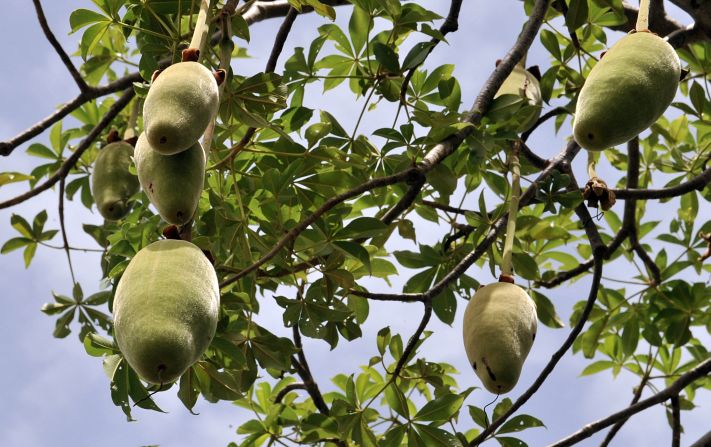 Africa's beauty and personal care market is growing fast, and Uncover is one of a number of companies that use cosmetic ingredients grown in Africa. Fruit from the baobab tree pictured here, is filled with antioxidants, making it a popular skincare ingredient with various brands.