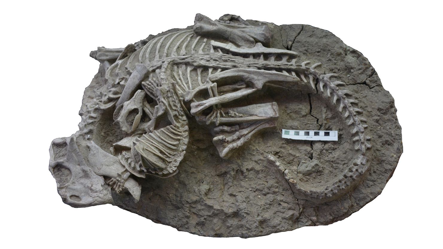 Entangled Psittacosaurus (dinosaur) and Repenomamus (mammal) skeletons. Scale bar equals 10 cm.