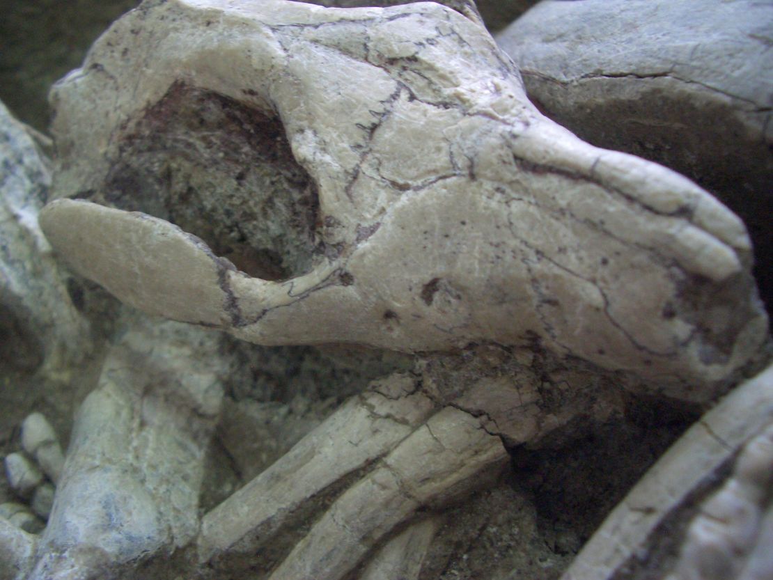 Detail of fossil showing Repenomamus (mammal) biting the ribs of Psittacosaurus (dinosaur).
