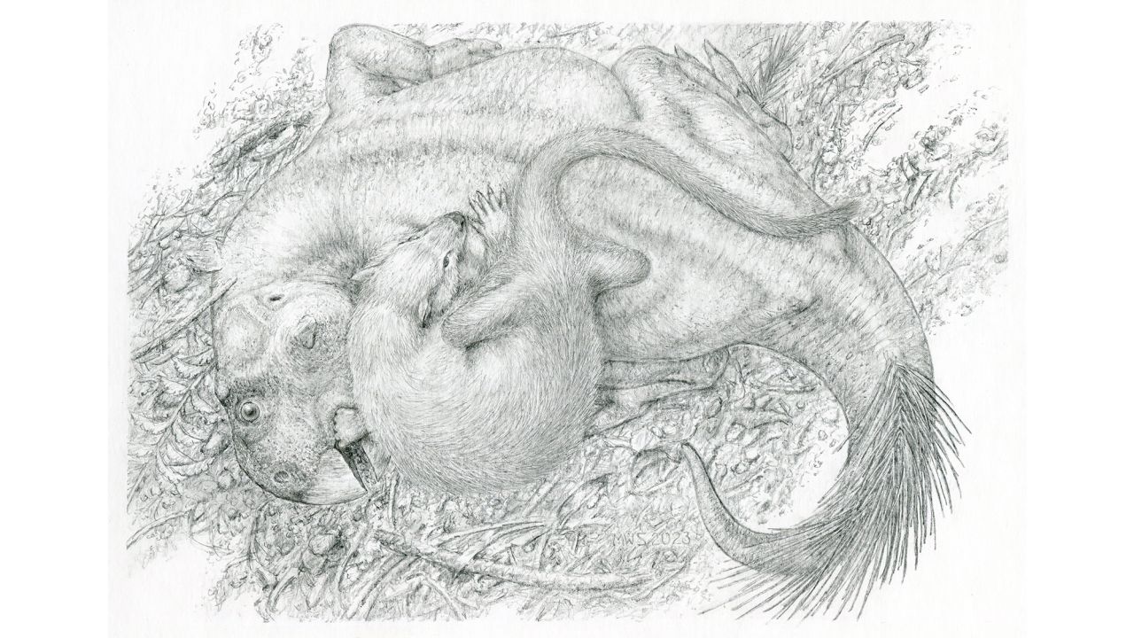 Fossil reveals the moment a cat-size mammal took on a dinosaur three times its size Fossil reveals the moment a cat-size mammal took on a dinosaur three times its size