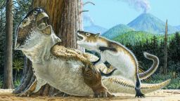 Repenomamus robustus attacks Psittacosaurus lujiatunensis moments before a volcanic debris flow buries them both, ca. 125 million years ago.