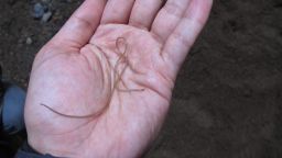 Files from 2013 show a live hairworm in Bruno de Medeiros's hand and in the environment, in the Muir Woods National Monument in California.