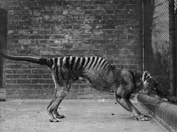 The woolly mammoth is not the only extinct animal Colossal intends to revive. Another is the thylacine (also known as the "Tasmanian wolf" or "Tasmanian tiger") a carnivorous marsupial that became extinct in the 1930s.<br />