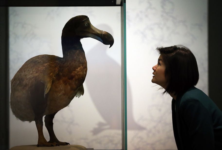 Colossal says it also has plans to bring back the dodo, a flightless bird that lived on islands in the Indian Ocean and became extinct due to humans in the 18th Century. (Pictured: a stuffed dodo at the Natural History Museum, London.)