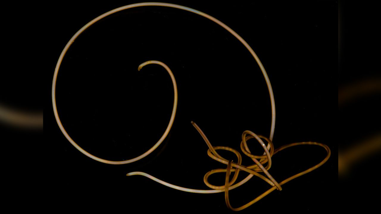 two live tangled individuals of Gordionus violaceus, a freshwater hairworm