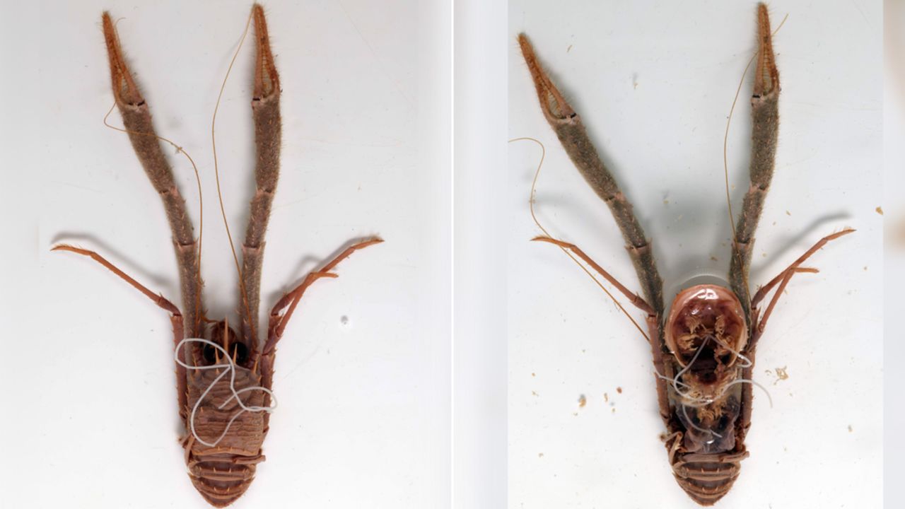 staged photos of t he (dead) squat lobster host Munida sp., from Norway, with a hairworm. In the second photo the carapace of the lobster was opened to show the space where the worm was found.The photo was taken now as a representation of the real scenario of how the worm was collected years ago, which was used for the genome sequencing.