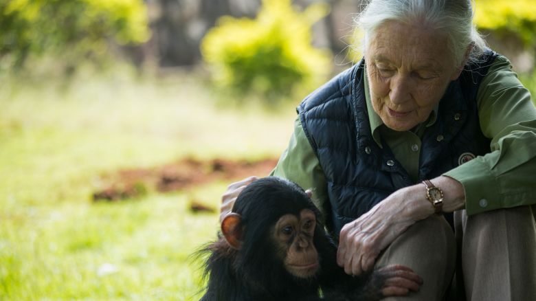 British primatologist Jane Goodall visits chimp rescue center on June 9, 2018 in Entebbe, Uganda. - During her visit at the Uganda Wildlife Education Centre, Goodall, also fronted a naming ceremony for a baby chimp called Zakayo the second. (Photo by SUMY SADURNI / AFP) (Photo by SUMY SADURNI/AFP via Getty Images)